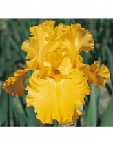 Iris Strong Gold (Yellow) - Bulbs