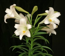 Lilium Longiflorum, Easter Lily (White) - Bulbs