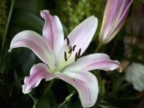 Lilium, Star Lily (White) - Bulbs 