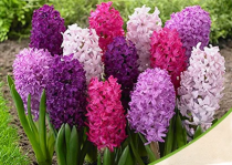 Hyacinth (Random Color) - Bulbs 1 piece