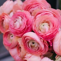 Ranunculus (Pink) - Bulbs 