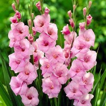 Gladiolus (Pink) - Bulbs
