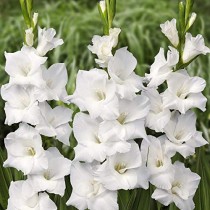 Gladiolus (White) - Bulbs 