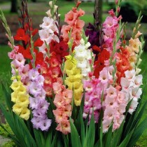 Gladiolus (Random color) - Bulbs pack of 6 pieces