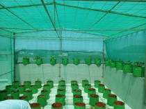 Green Shade Net 75% 3x3 meter