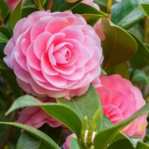 Camellia Plant