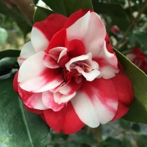 Camellia Plant