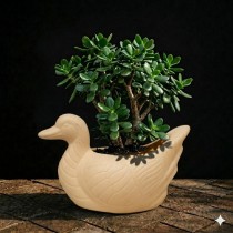 duck pots seed color