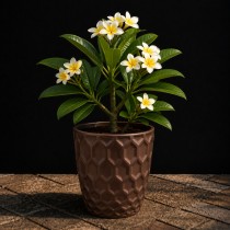 8 inch royal pot brown colour