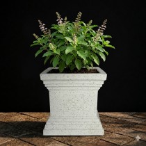 12 Inch Jaguar Tulsi Pot 