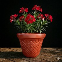 8 inch velvet pot red colour 