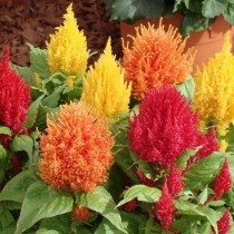 Celosia flowers seeds