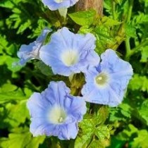 Morning Glory Flowers seeds