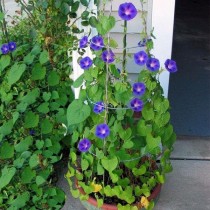 Morning Glory Flowers seeds
