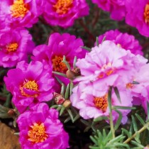 Portulaca Flowers seeds