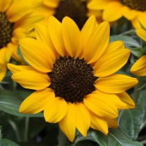 Sunflower seeds