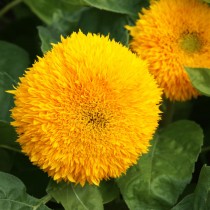 Sungold Flower seeds