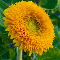 Sungold Flower seeds