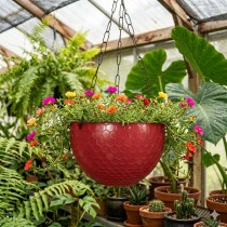 6 inch Cerena Hanging Basket Red colour