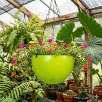 6 inch Cerena Hanging Basket Green Colour