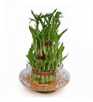  3 Layer Lucky Bamboo Plant Indoor with Pot - Live Bamboo Plant in Big Glass Bowl - Great Home/Office Decor