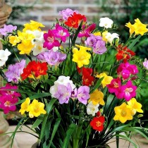 Freesia Bulbs pack of 5 piece