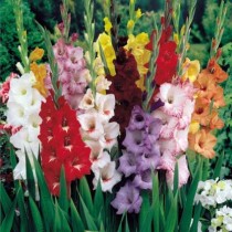 Winter flower bulb set of 6 piece