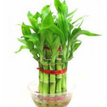 2 Layer Bamboo Plant