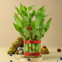 2 Layer Bamboo Plant