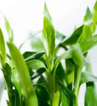 3 Indoor Bamboo Plant