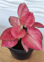 Aglaonema Red Catrina