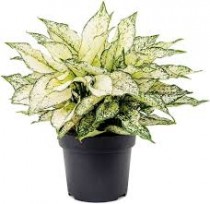 Aglaonema White Kiwi