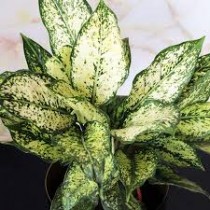  Aglaonema Snow White