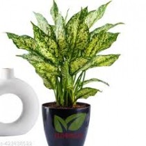  Aglaonema Snow White
