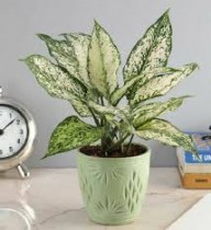 Aglaonema Plant