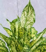 Aglaonema Plant