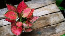 Aglaonima King Red - Plant