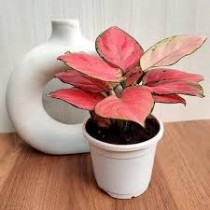 Aglaonima King Red - Plant