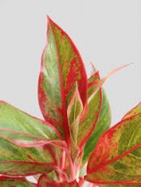 Aglaonema Lipstick Plant