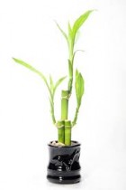 Dracaena Lucky Bamboo Plant