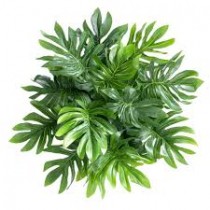 Philodendron Selloum Plant