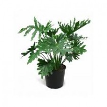 Philodendron Selloum Plant