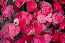 Aglaonema Red Catrina