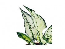 Aglaonema White Kiwi