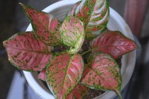 Aglaonema Red Ruby