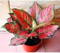 Aglaonema Red Ruby