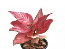 Aglaonema Siam Pink
