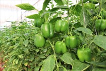 Capsicum (shimla mirch)