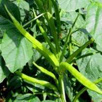 Guar Phali Cluster Beans Vegetable Seeds