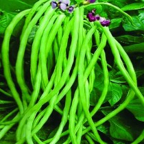 Cow pea Lobhiya Seeds